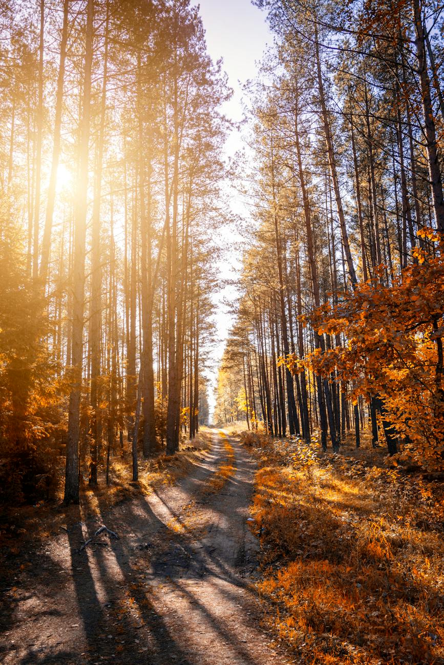 photo of a pathway in a forest