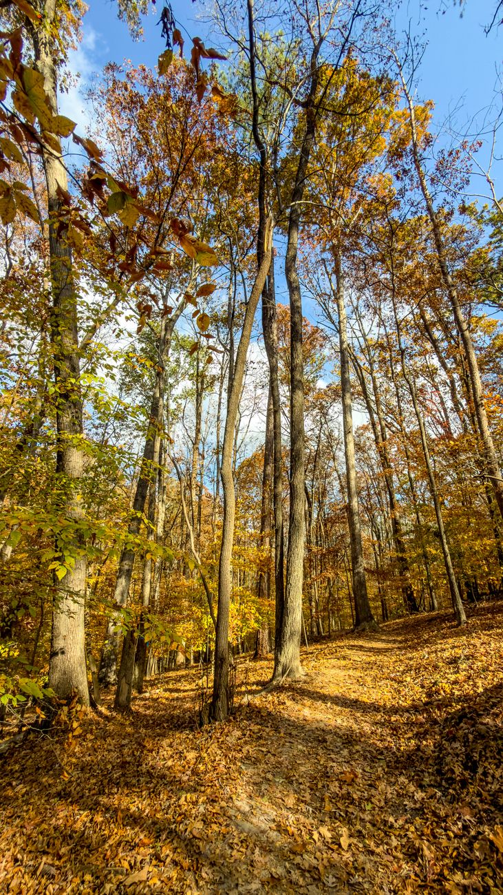 autumn forest trail in sandy springs georgia
