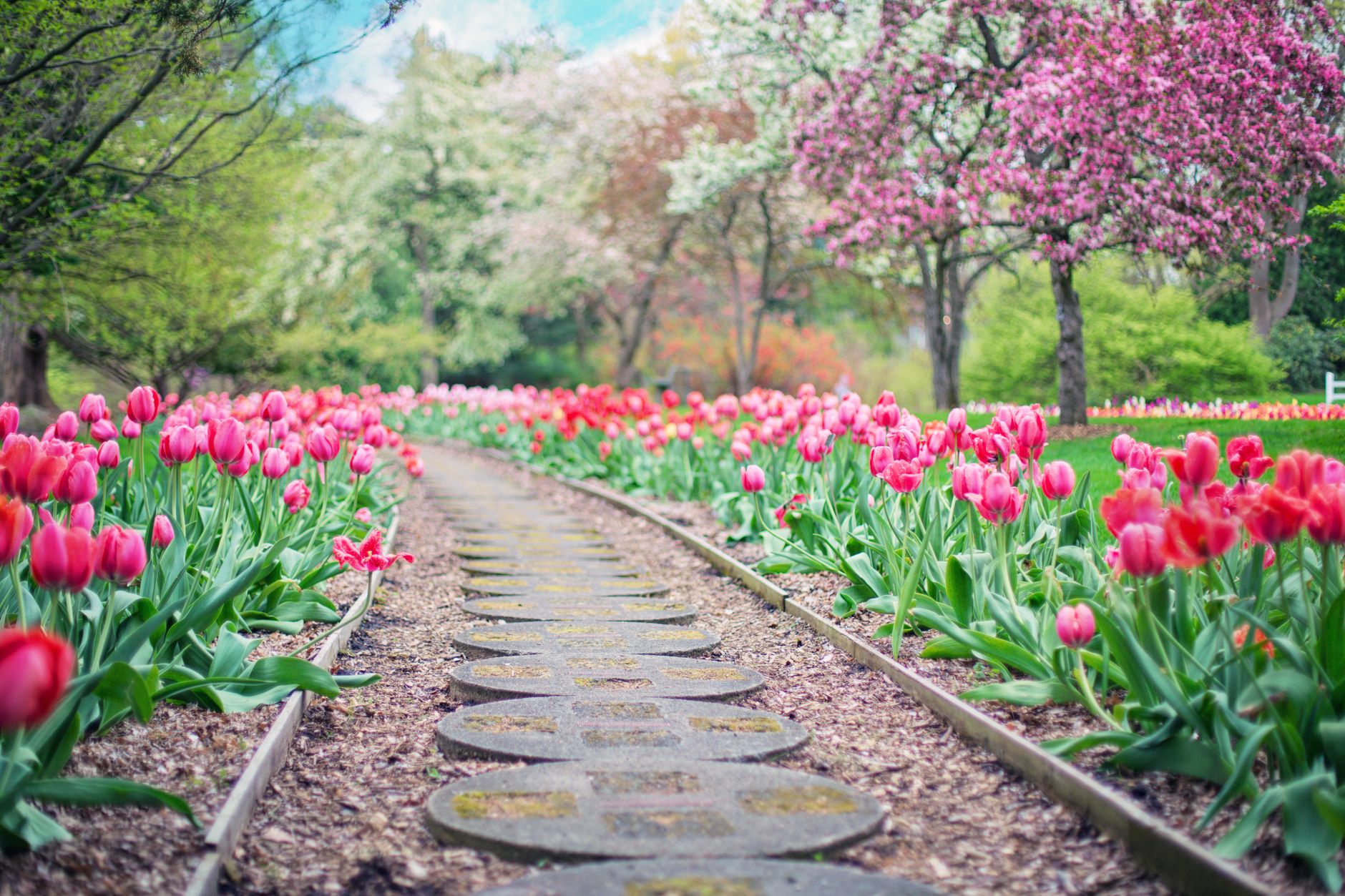 spring blooming tulips and trees